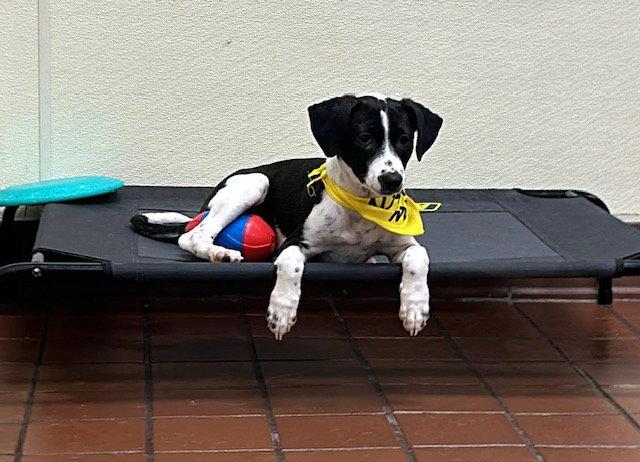 Panda, a Adoptable mixed breed in Lake Hopatcong, NJ image 2/3