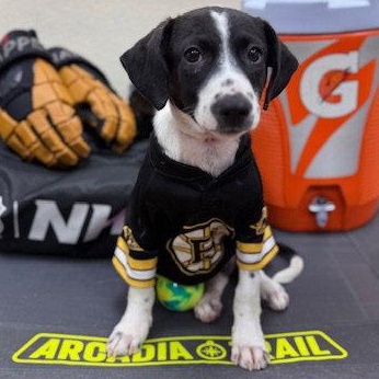 Panda, a Adoptable mixed breed in Lake Hopatcong, NJ image 3/3