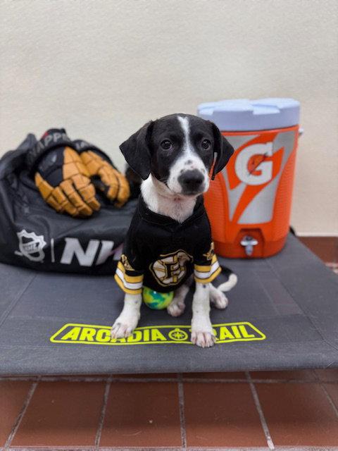 Panda, a Adoptable Labrador Retriever in Lake Hopatcong, NJ image 2/3