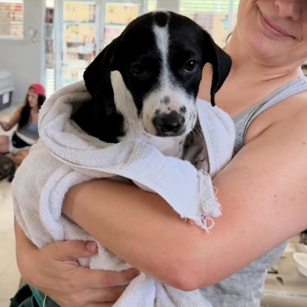 Panda, Adoptable, Puppy Female Labrador Retriever.