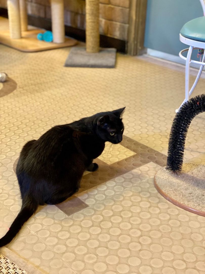 Enlarge Mary, a Adoptable Domestic Short Hair in Phoenix, AZ image 1/6