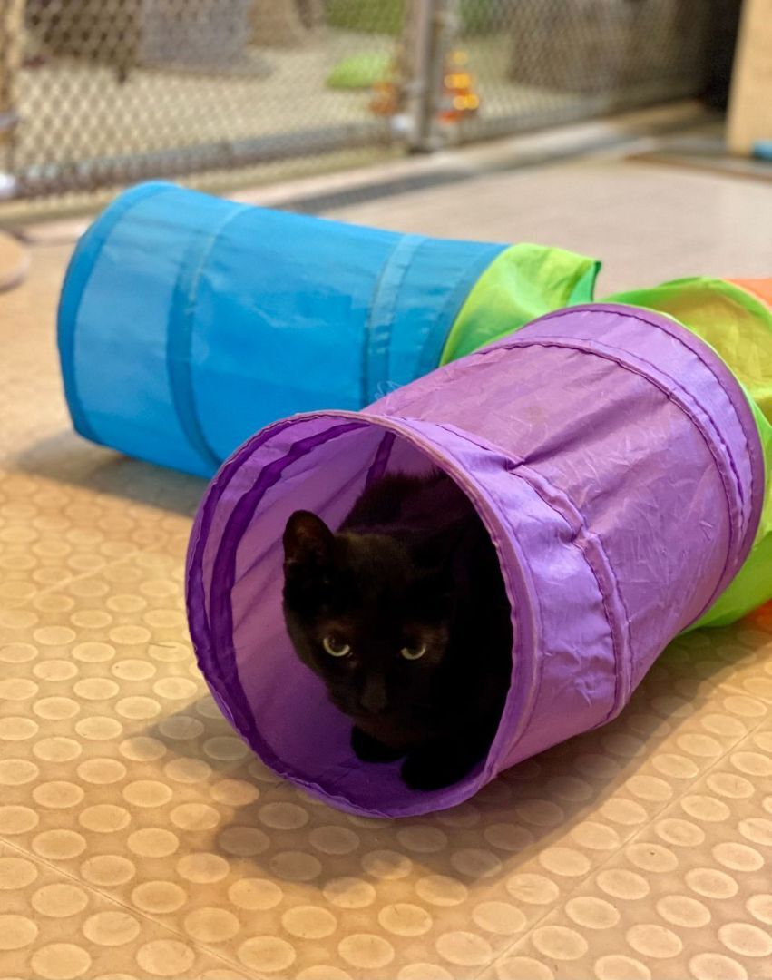 Enlarge Mary, a Adoptable Domestic Short Hair in Phoenix, AZ image 2/6