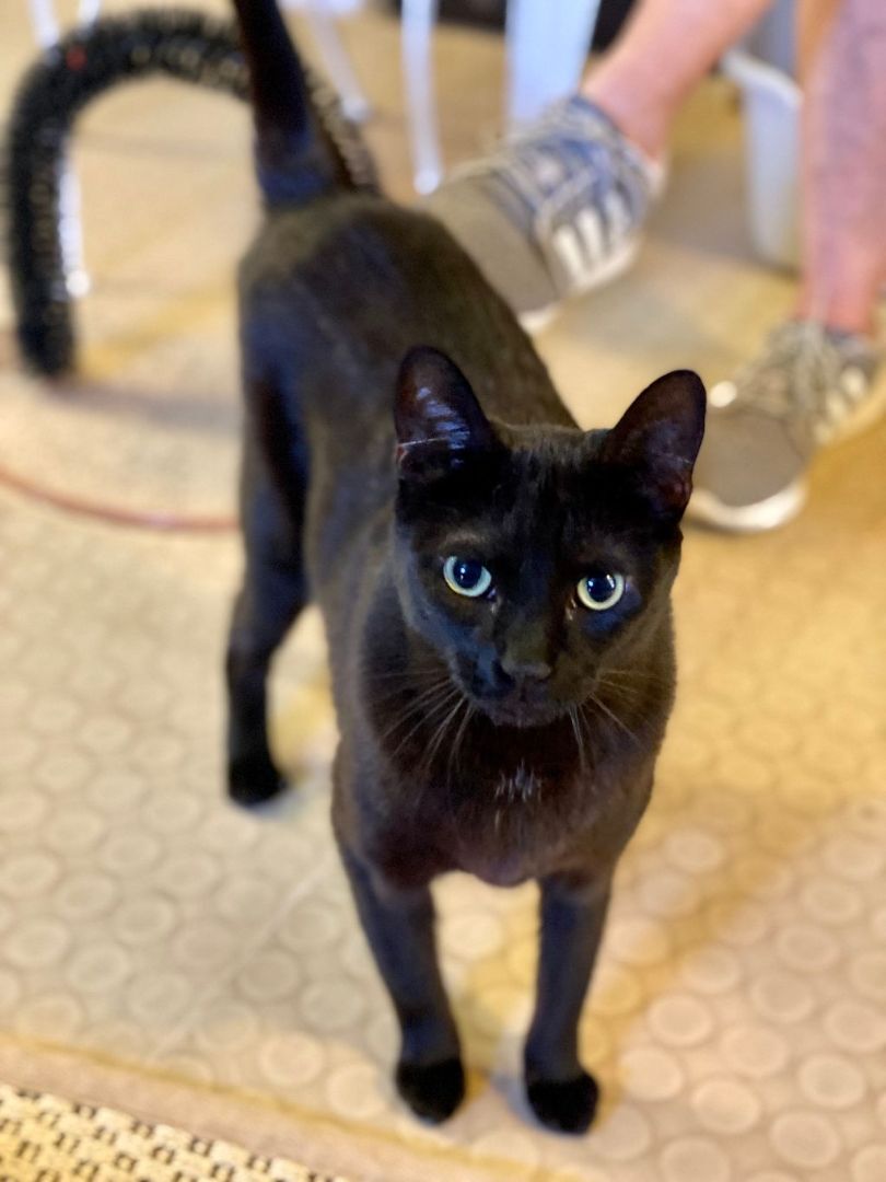 Enlarge Mary, a Adoptable Domestic Short Hair in Phoenix, AZ image 3/6