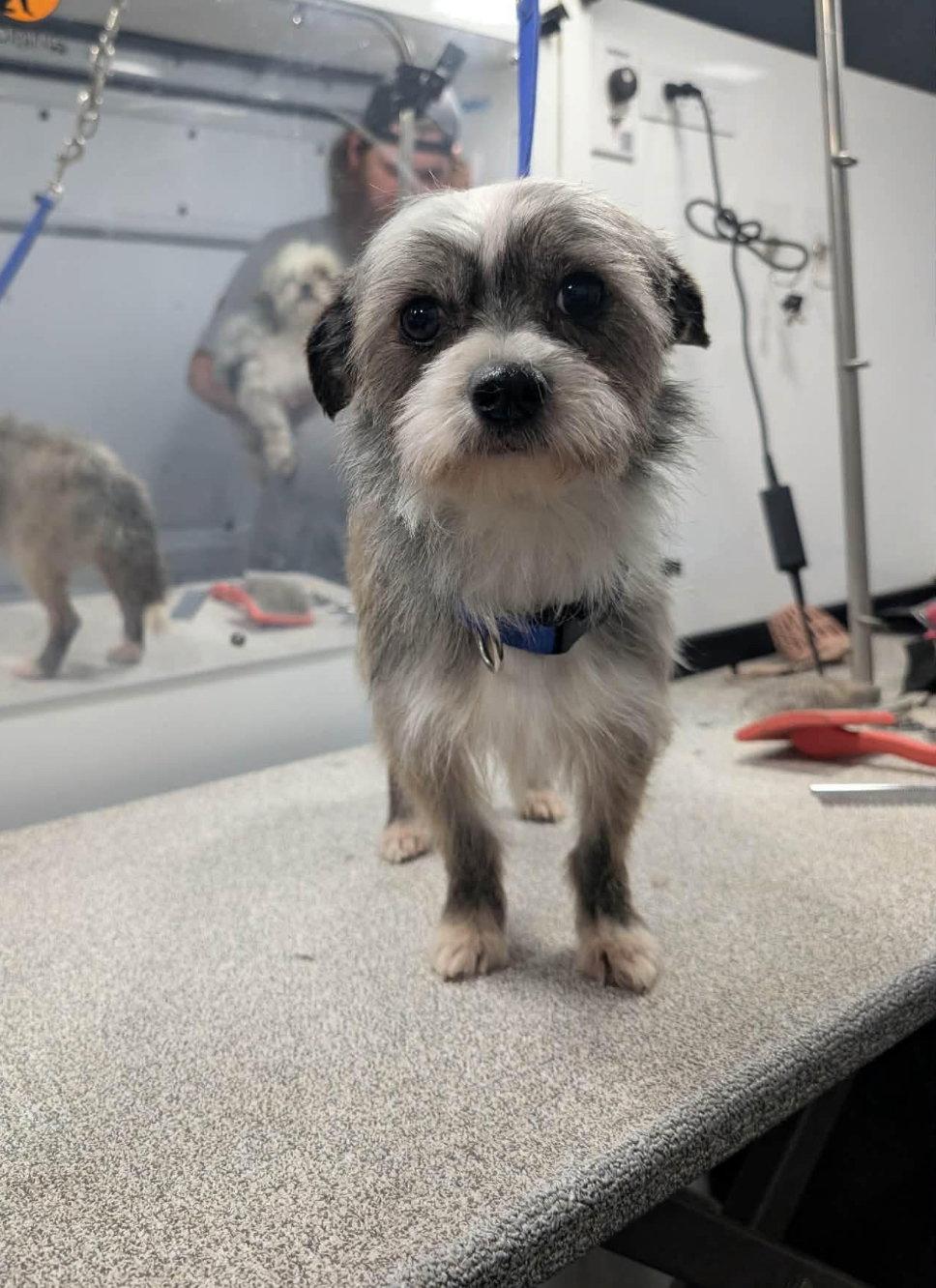 Enlarge Jimmy, a Adoptable Terrier in Grafton, WI image 1/3
