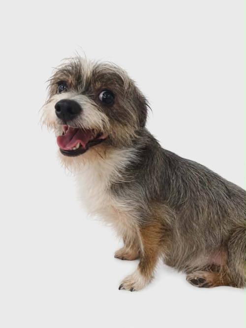 Enlarge Jimmy, a Adoptable Terrier in Grafton, WI image 2/3