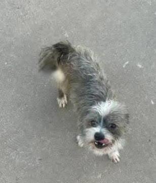 Enlarge Jimmy, a Adoptable Terrier in Grafton, WI image 3/3