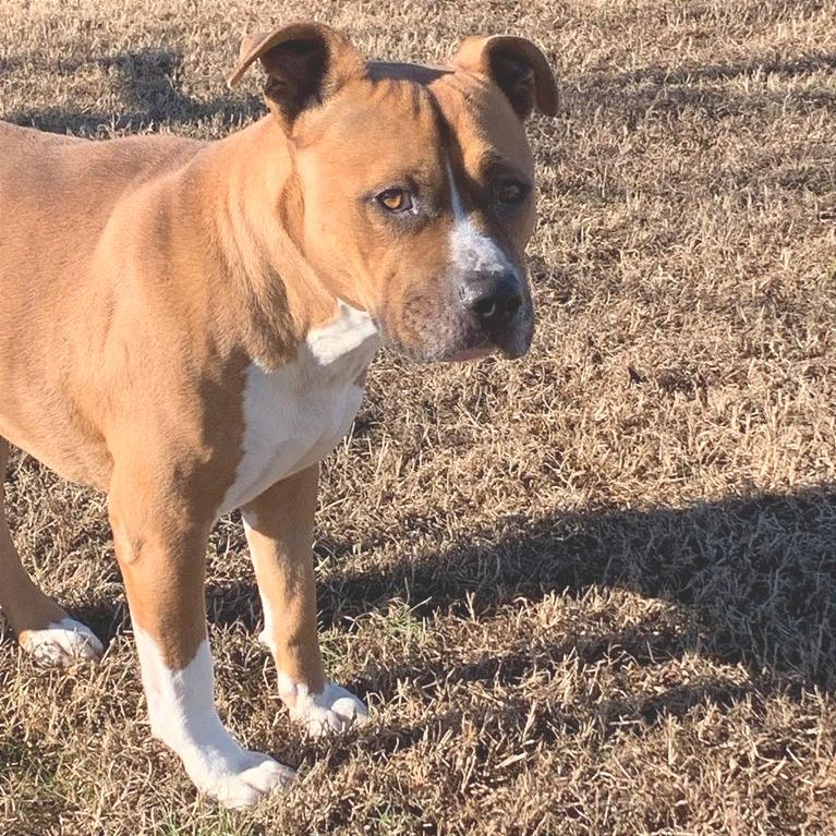 Chase, a Adoptable Mixed Breed in Chattanooga, TN image 1/6