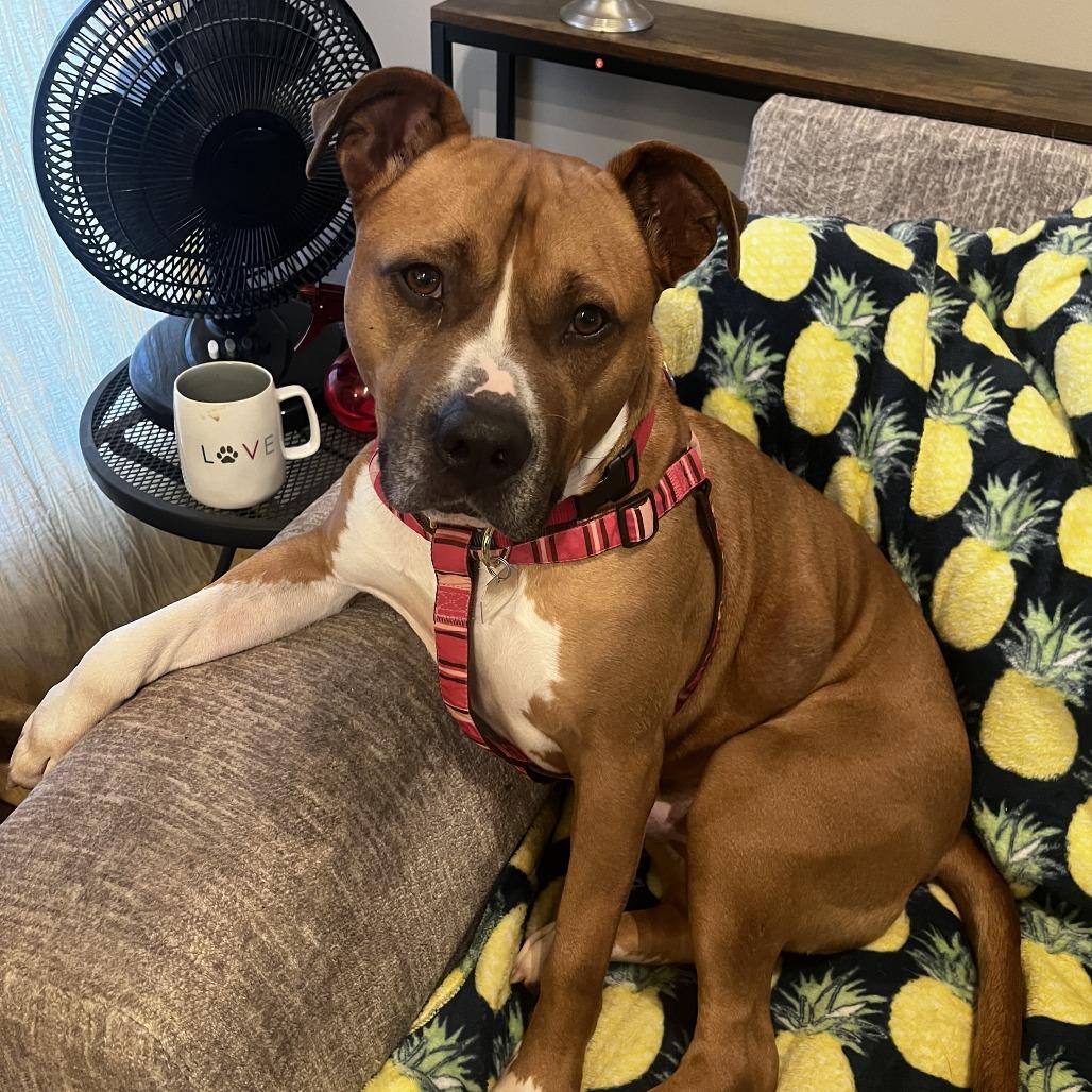 Enlarge Chase, a Adoptable Mixed Breed in Chattanooga, TN image 4/6