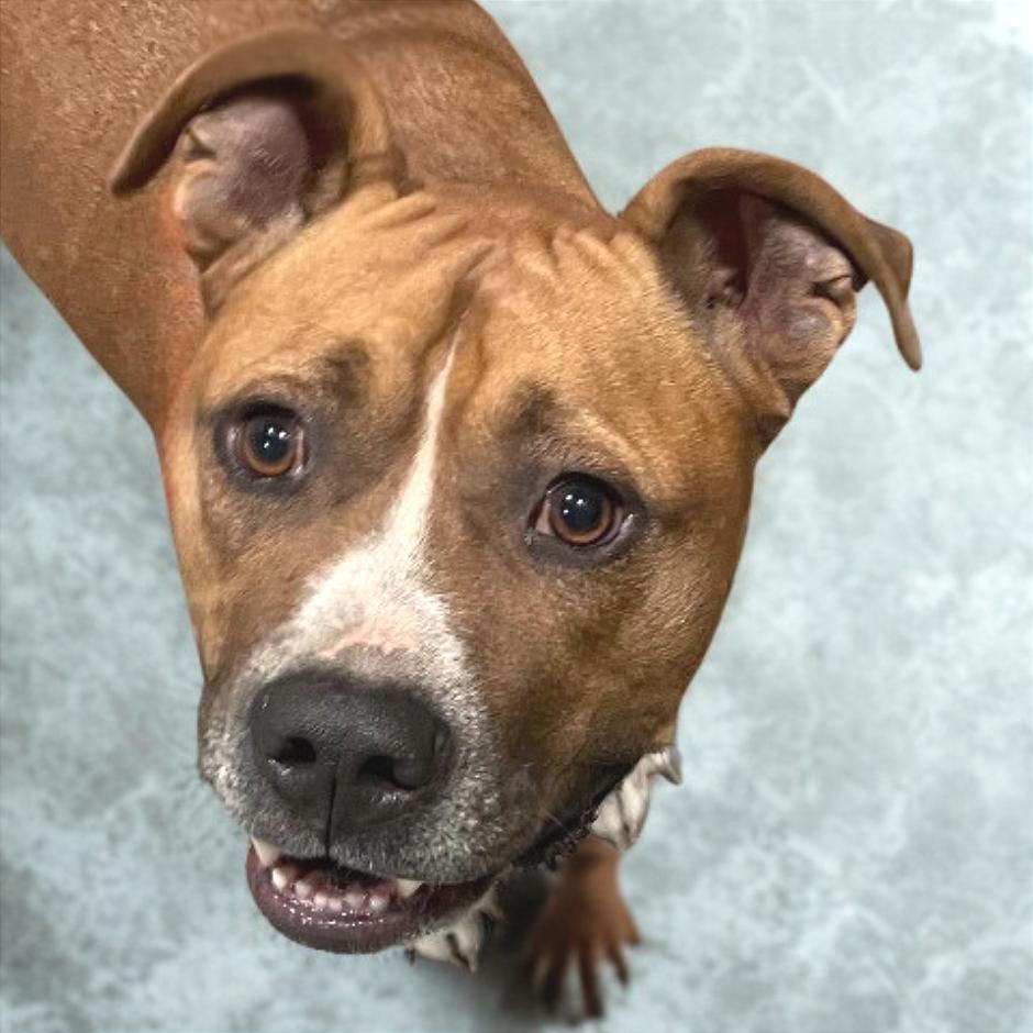 Chase, a Adoptable Mixed Breed in Chattanooga, TN image 5/6