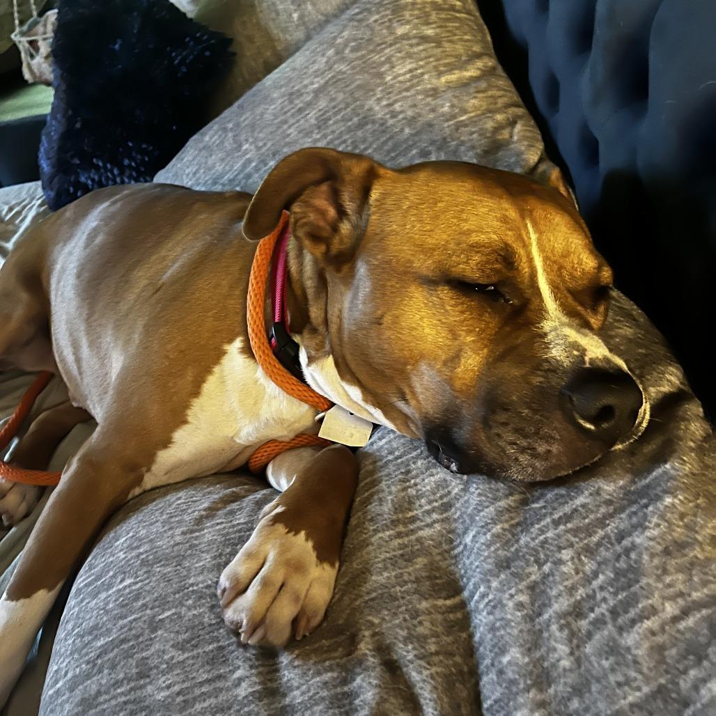 Enlarge Chase, a Adoptable Mixed Breed in Chattanooga, TN image 6/6