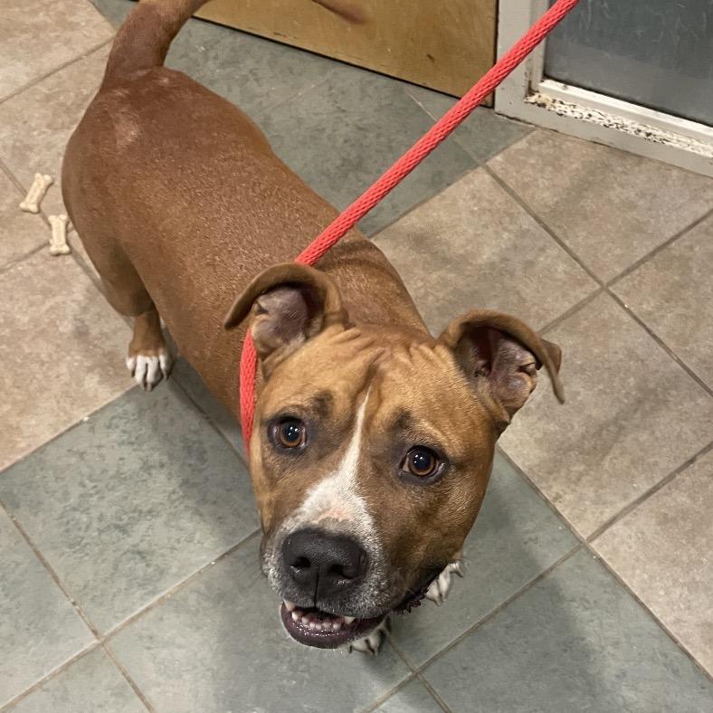 Chase, a Adoptable Mixed Breed in Chattanooga, TN image 6/6