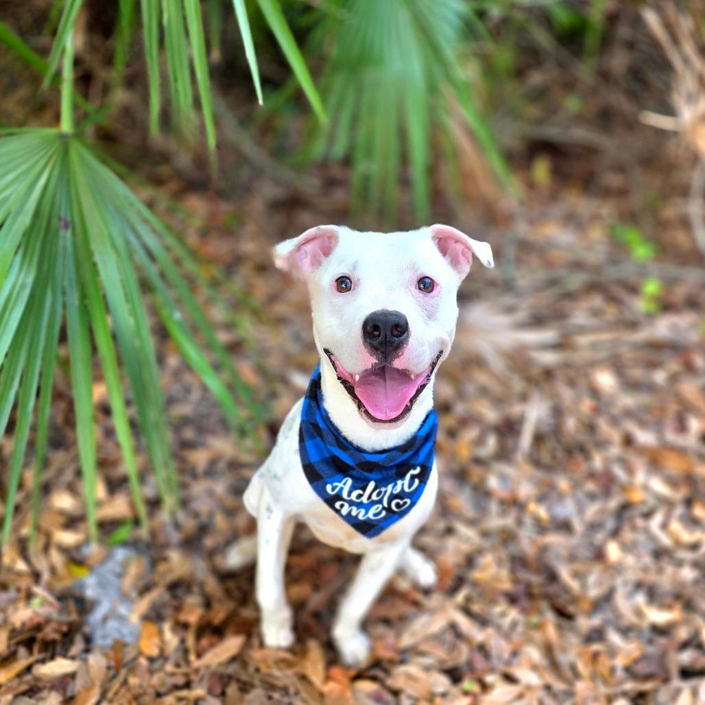 Murphy — thumbnail 3