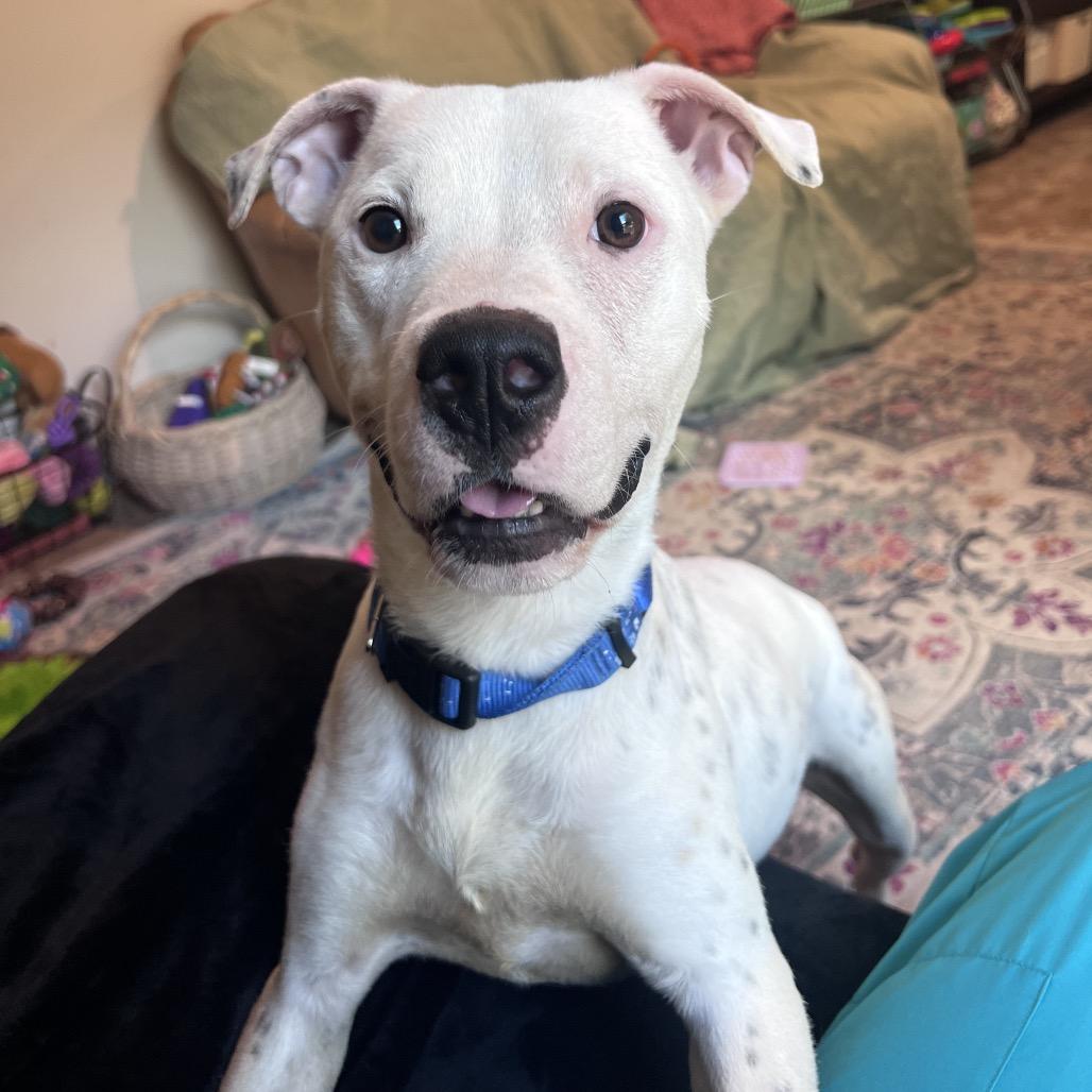 Murphy — thumbnail 4