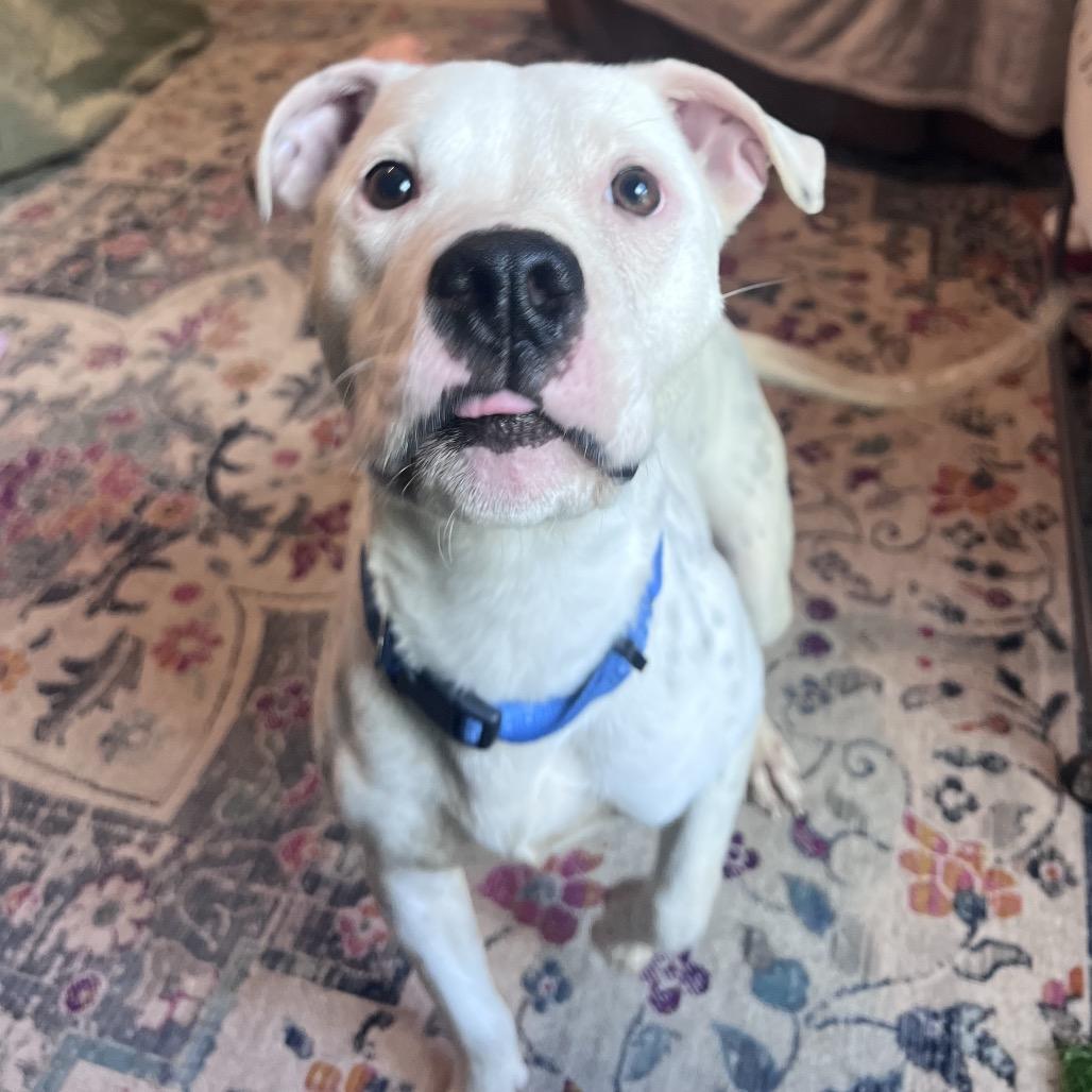 Murphy — thumbnail 5