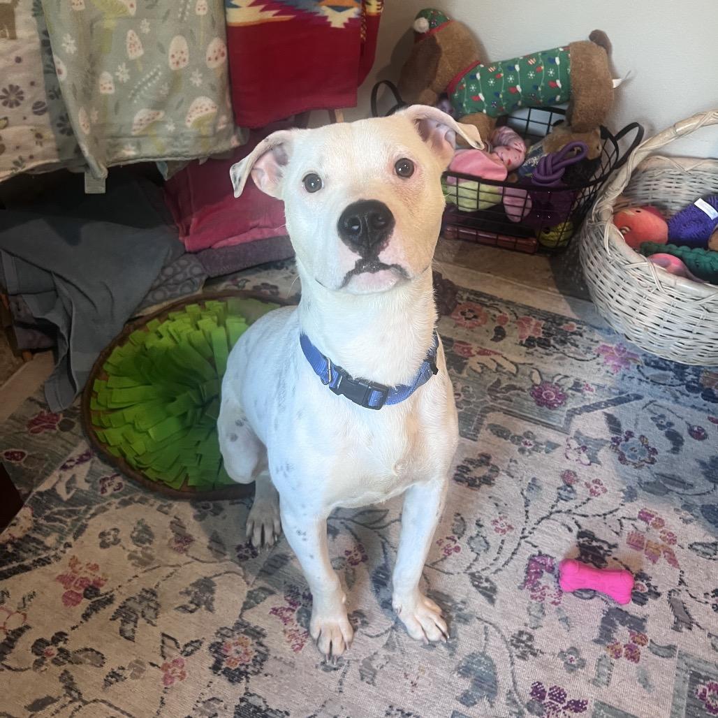 Murphy — thumbnail 6