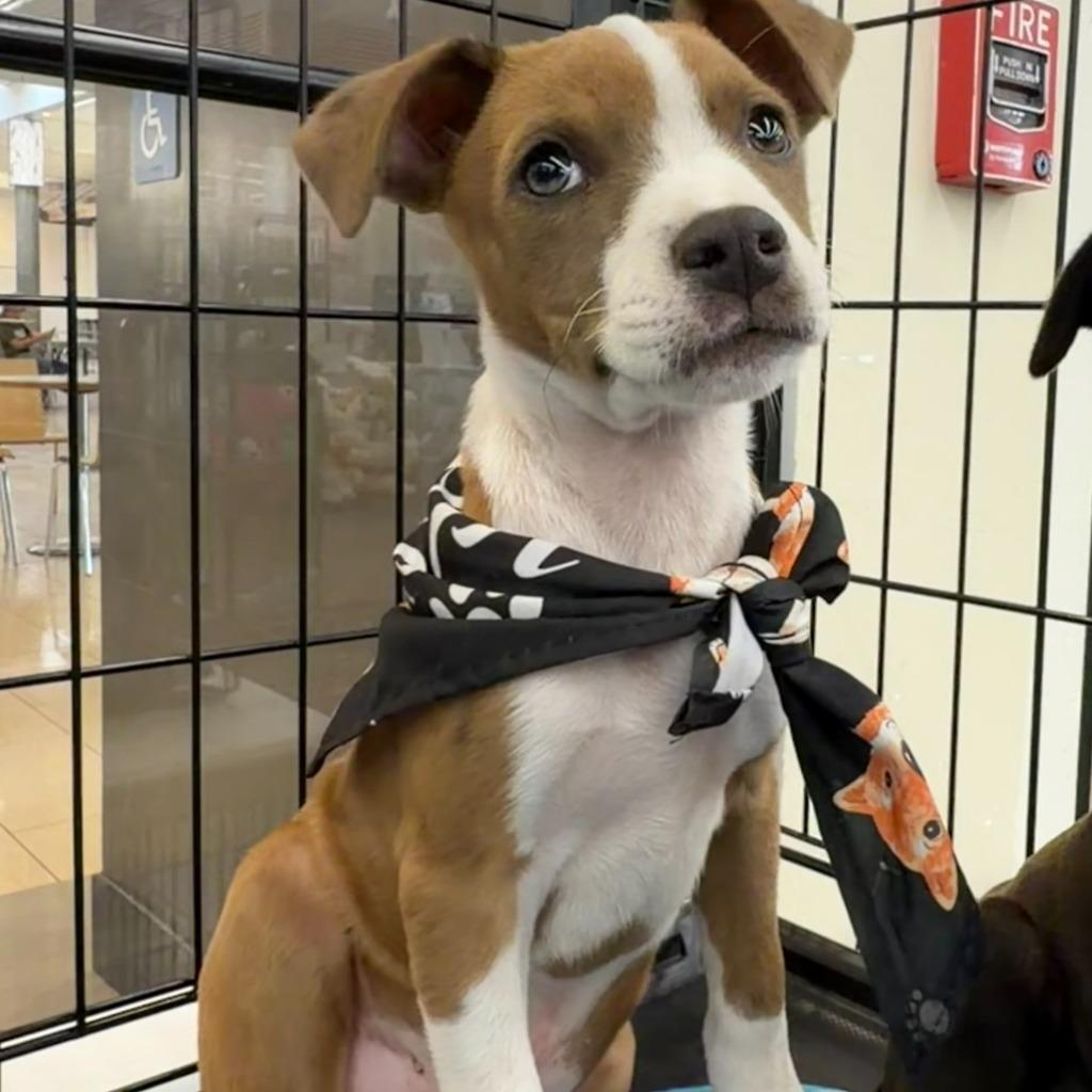 Rusty, Adoptable, Puppy Male Mixed Breed.