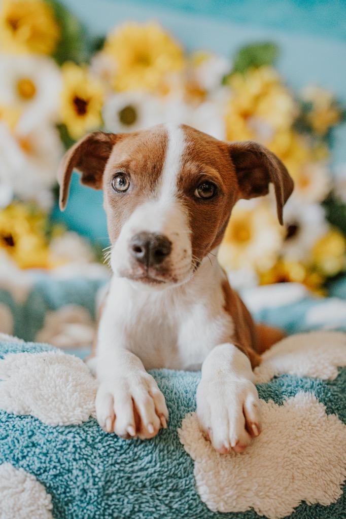 Rusty, a Adoptable Mixed Breed in Newberg, OR image 2/4