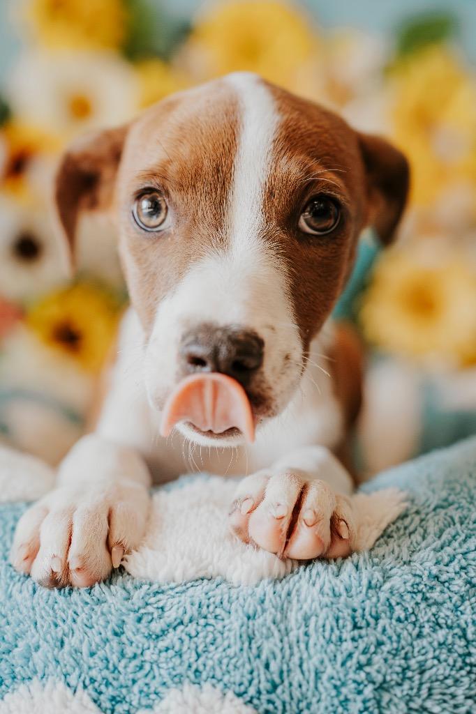 Rusty, a Adoptable Mixed Breed in Newberg, OR image 3/4