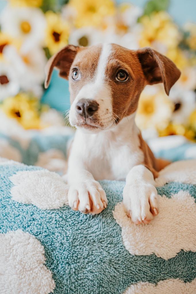 Rusty, a Adoptable Mixed Breed in Newberg, OR image 4/4