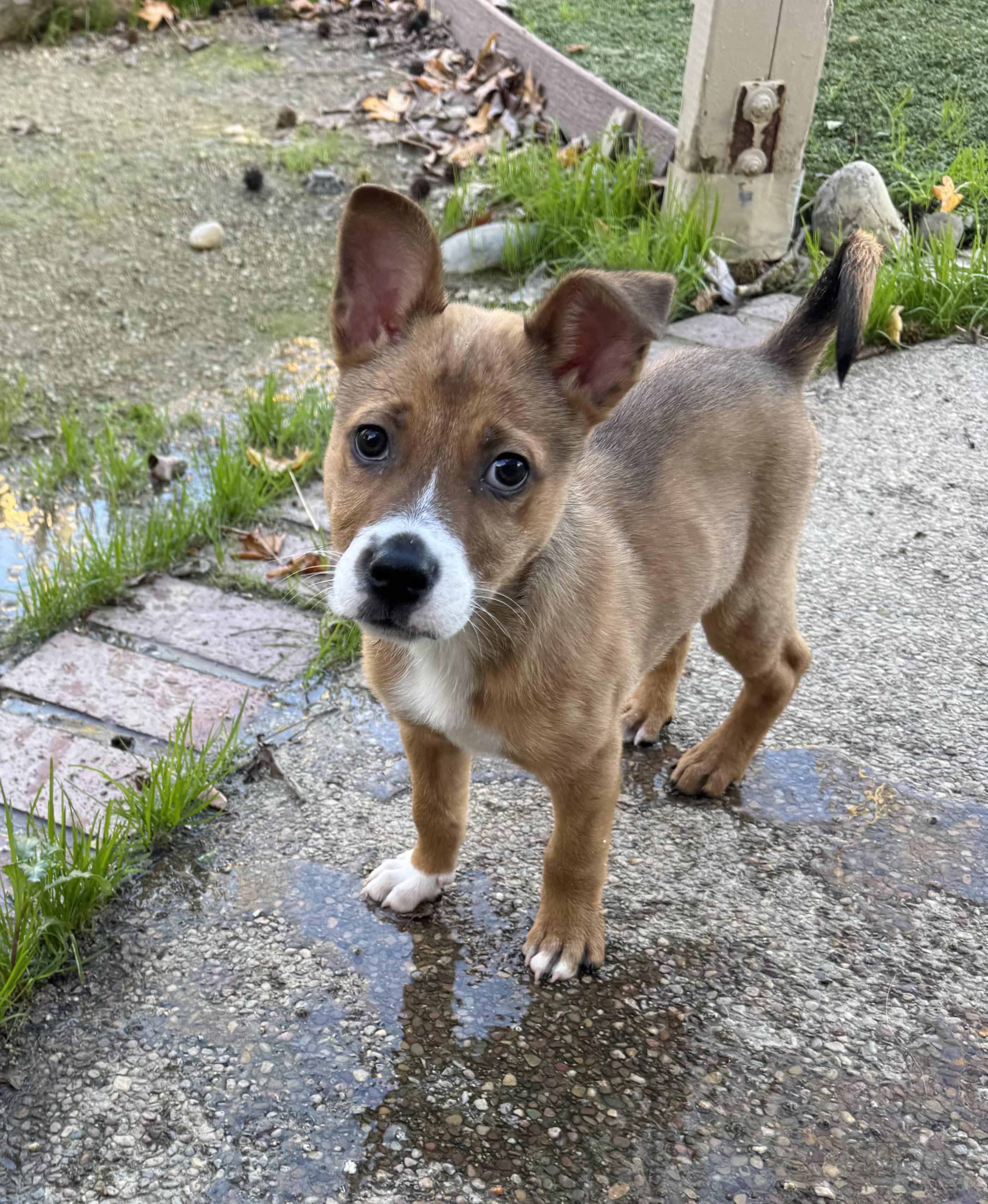 Enlarge Claus, a ADOPTABLE mixed breed in Lincoln, CA image 1/4