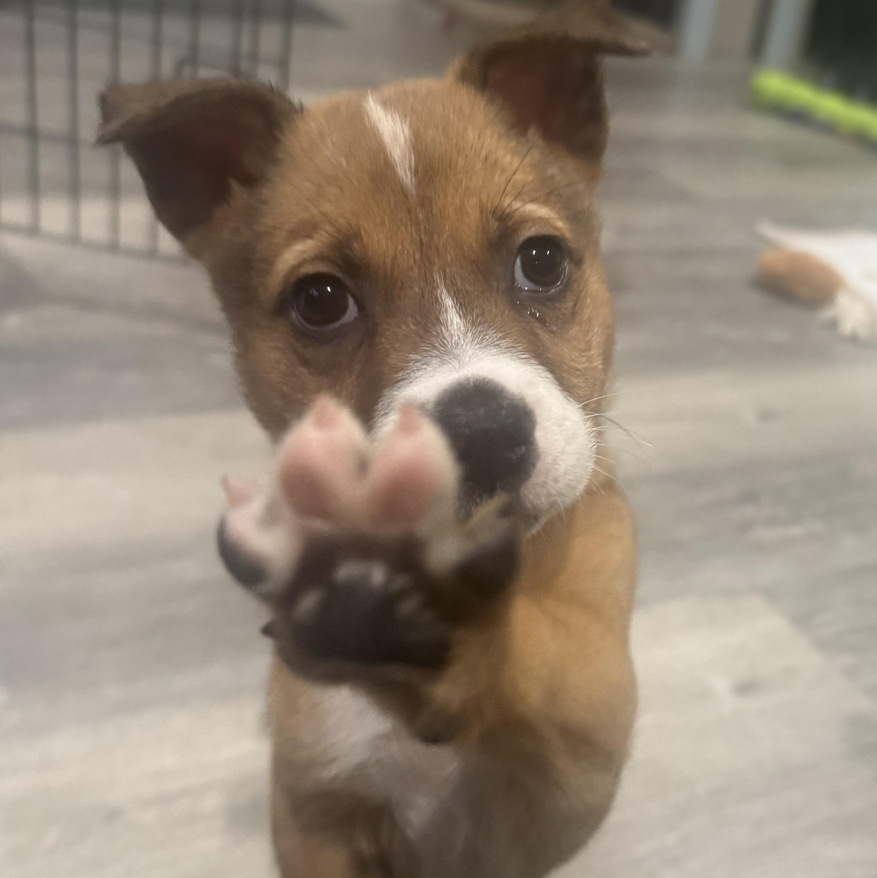 Claus, ADOPTABLE, Puppy Male Terrier.