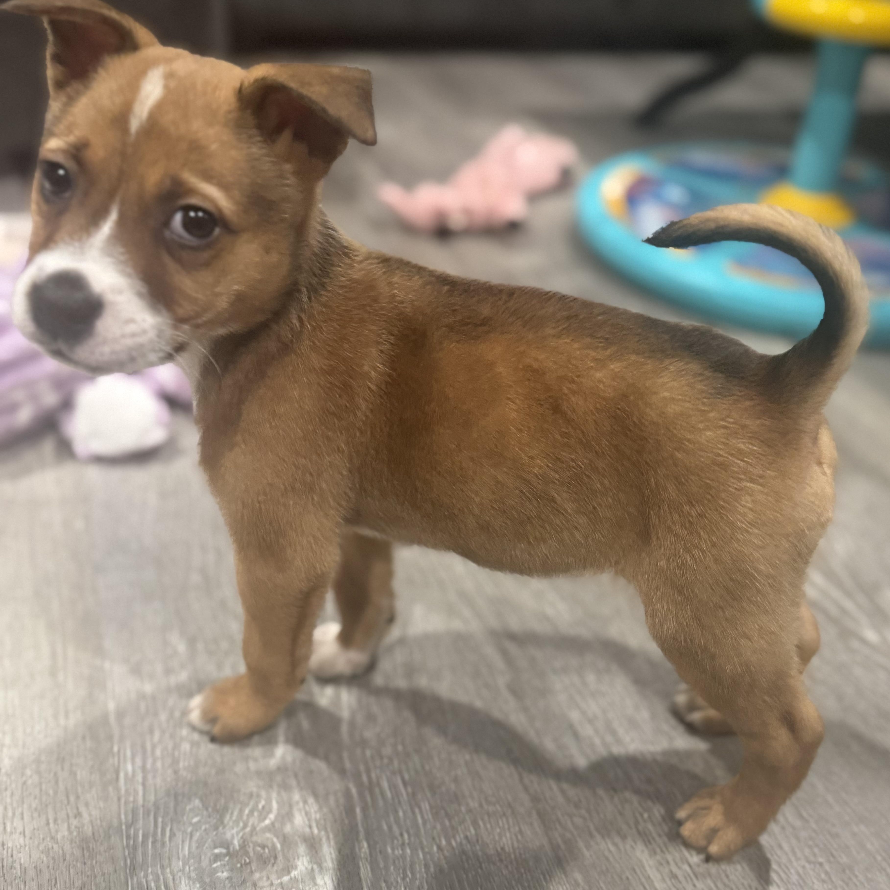 Enlarge Claus, a ADOPTABLE mixed breed in Lincoln, CA image 3/4