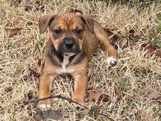Enlarge Penny, a ADOPTABLE mixed breed in Waxhaw, NC image 1/2