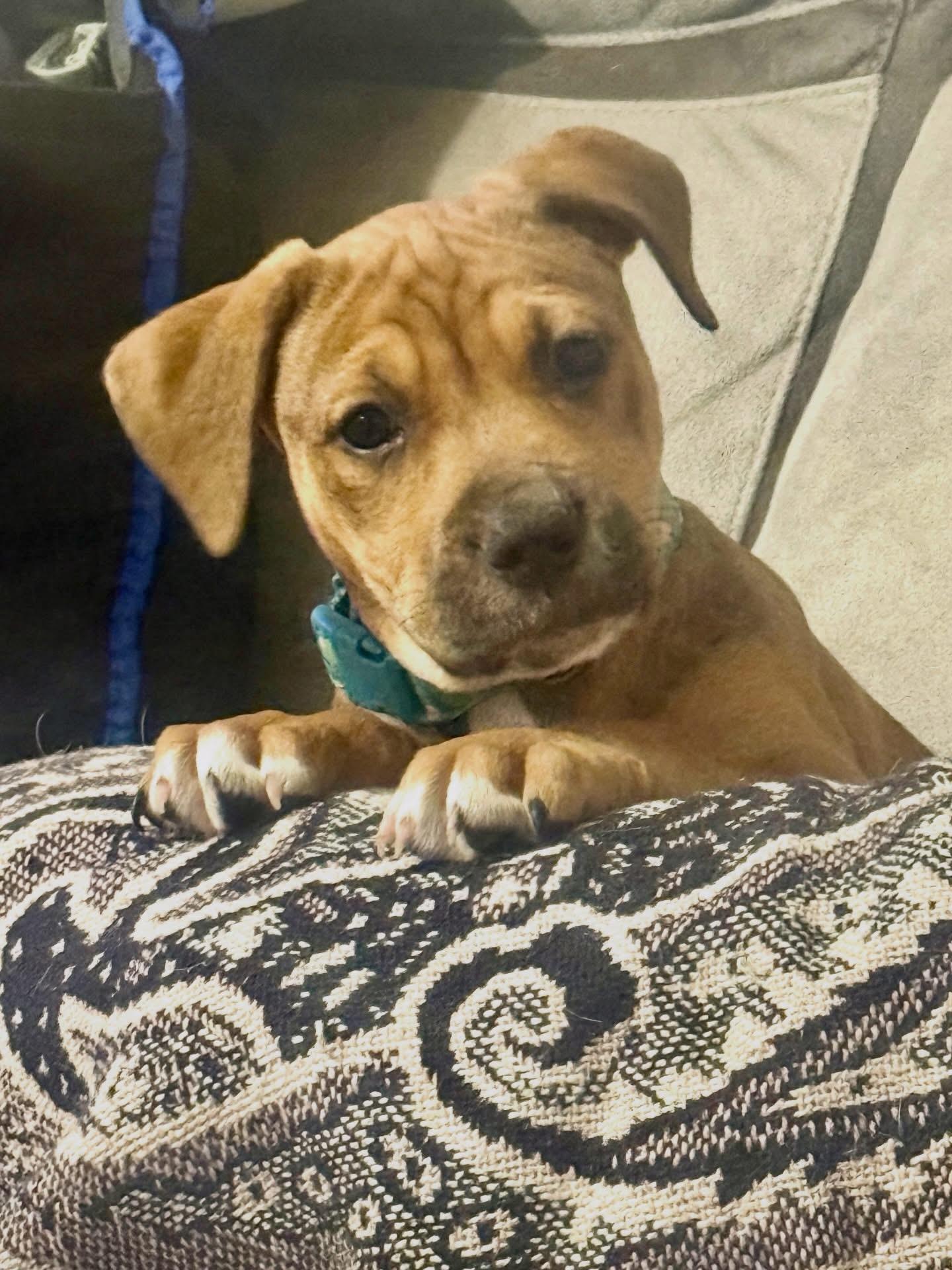 Penny, adopted, Young Female Hound.