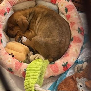 Enlarge Penny, a ADOPTABLE mixed breed in Waxhaw, NC image 2/2