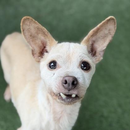 Grandpa Twill , adopted, Senior Male Chihuahua.