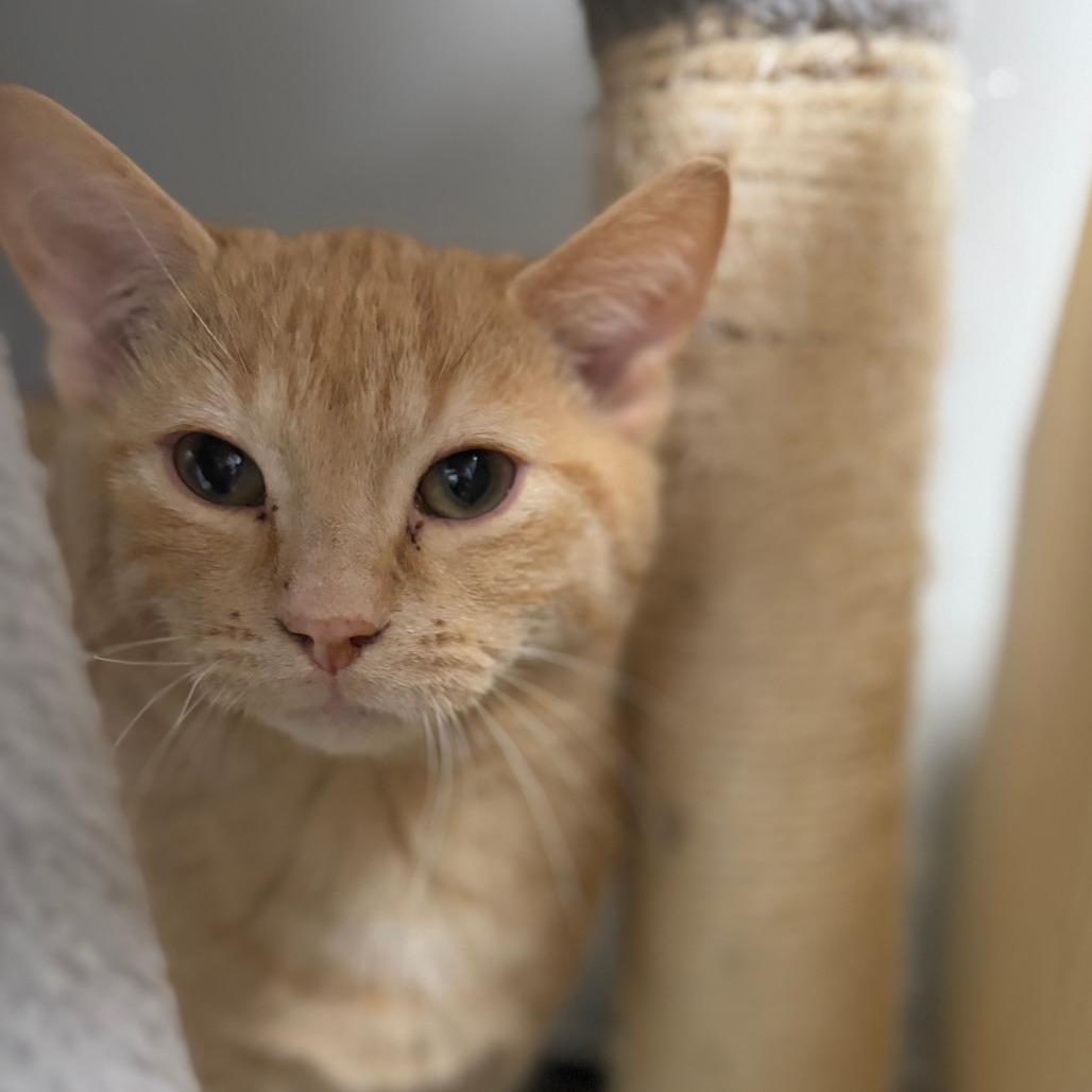 Enlarge Macaroni, a Adoptable Domestic Short Hair in Monticello, IA image 2/4