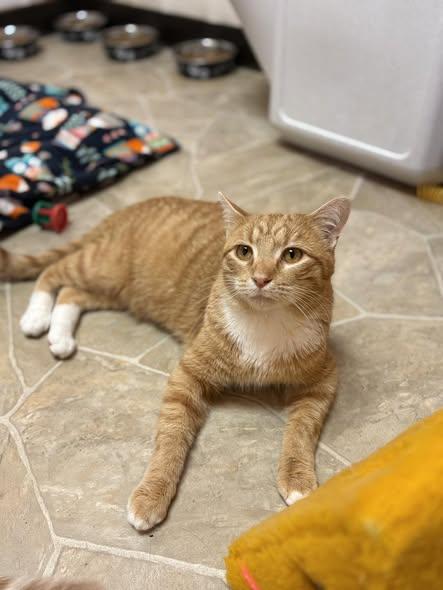 Bert, Adoptable, Young Male Domestic Short Hair.