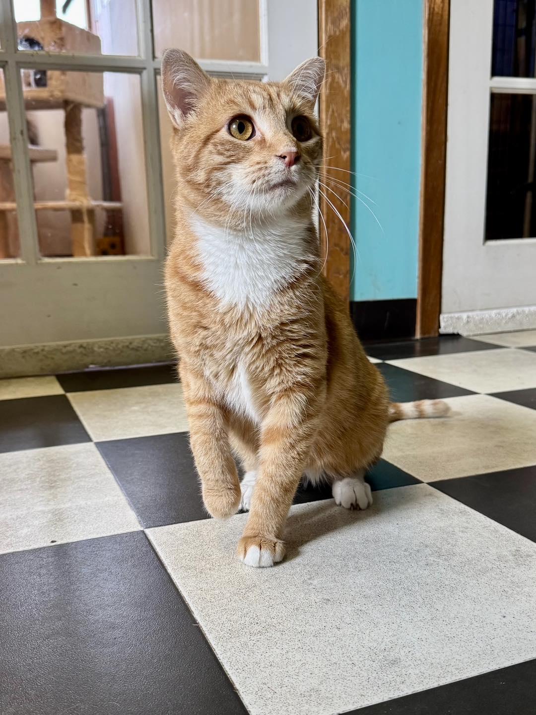 Enlarge Bert, a Adoptable Domestic Short Hair in Monticello, IL image 2/3
