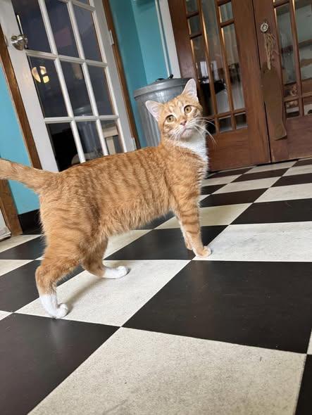 Enlarge Bert, a Adoptable Domestic Short Hair in Monticello, IL image 3/3