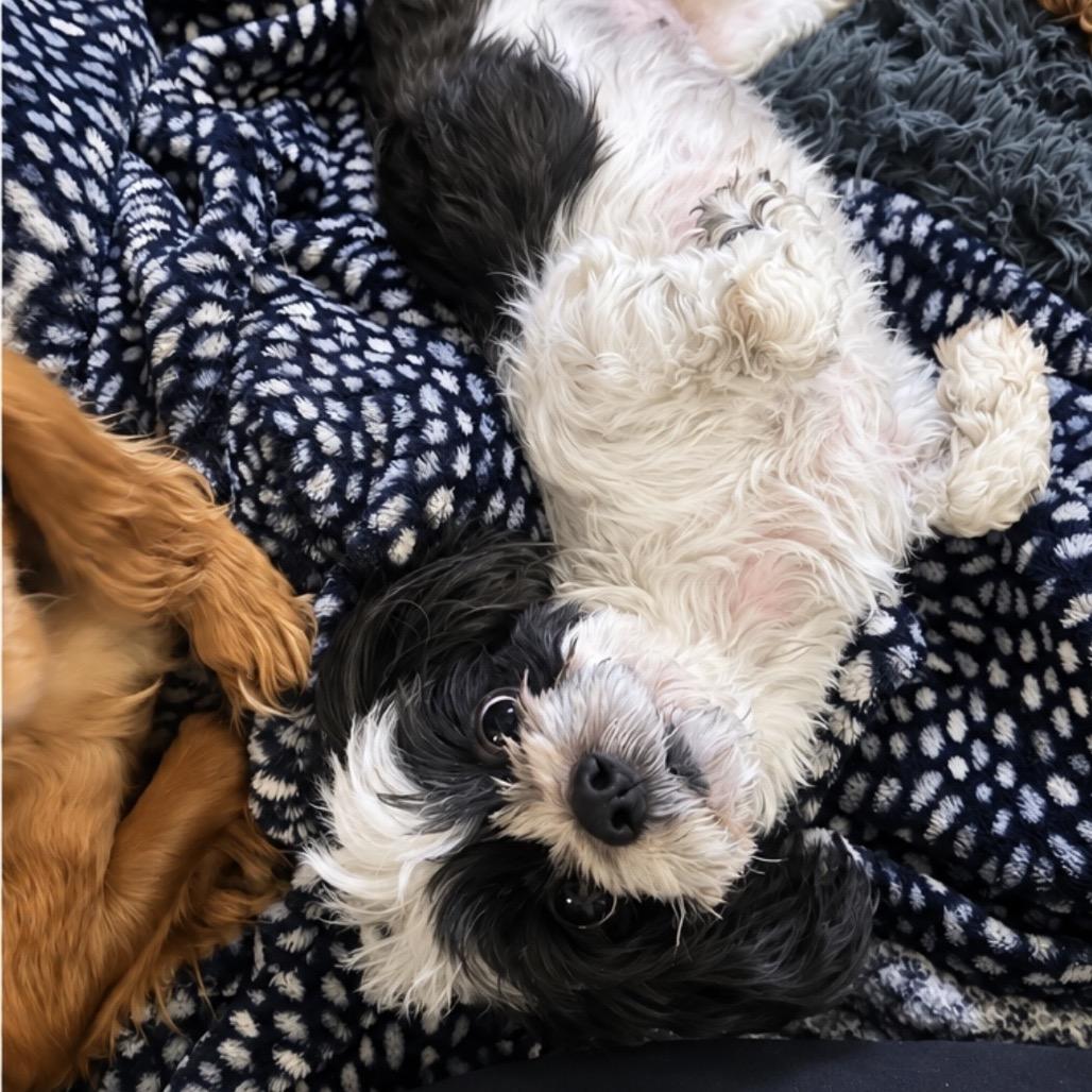 Delilah, Adoptable, Adult Female Shih Tzu.