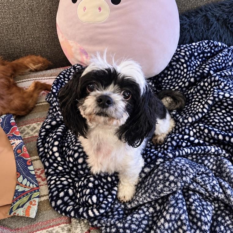 Enlarge Delilah, a Adoptable Shih Tzu in Austin, TX image 2/3