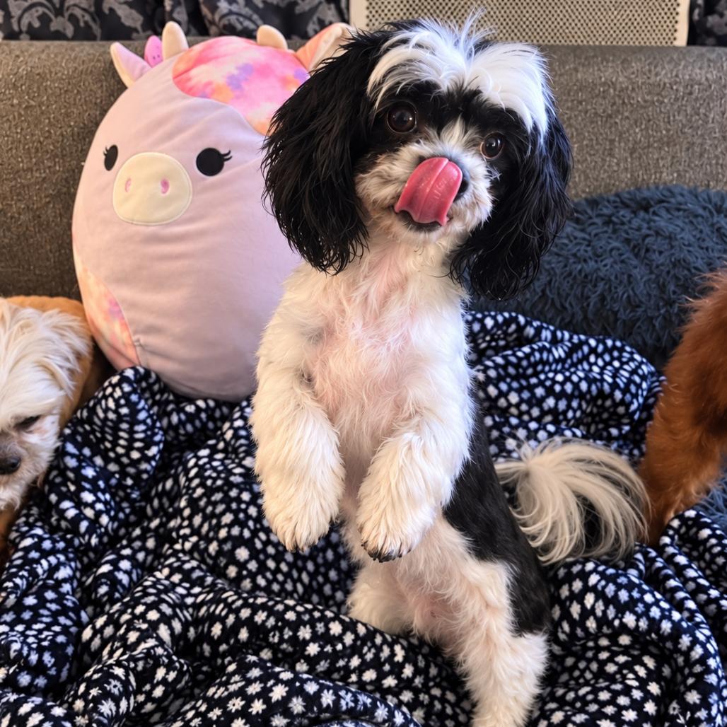 Enlarge Delilah, a Adoptable Shih Tzu in Austin, TX image 3/3