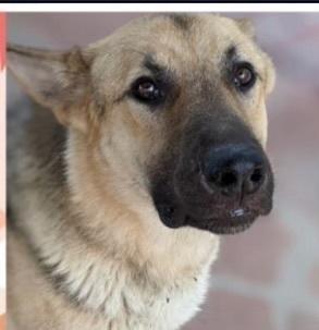 Jack, Adoptable, Adult Male German Shepherd Dog.