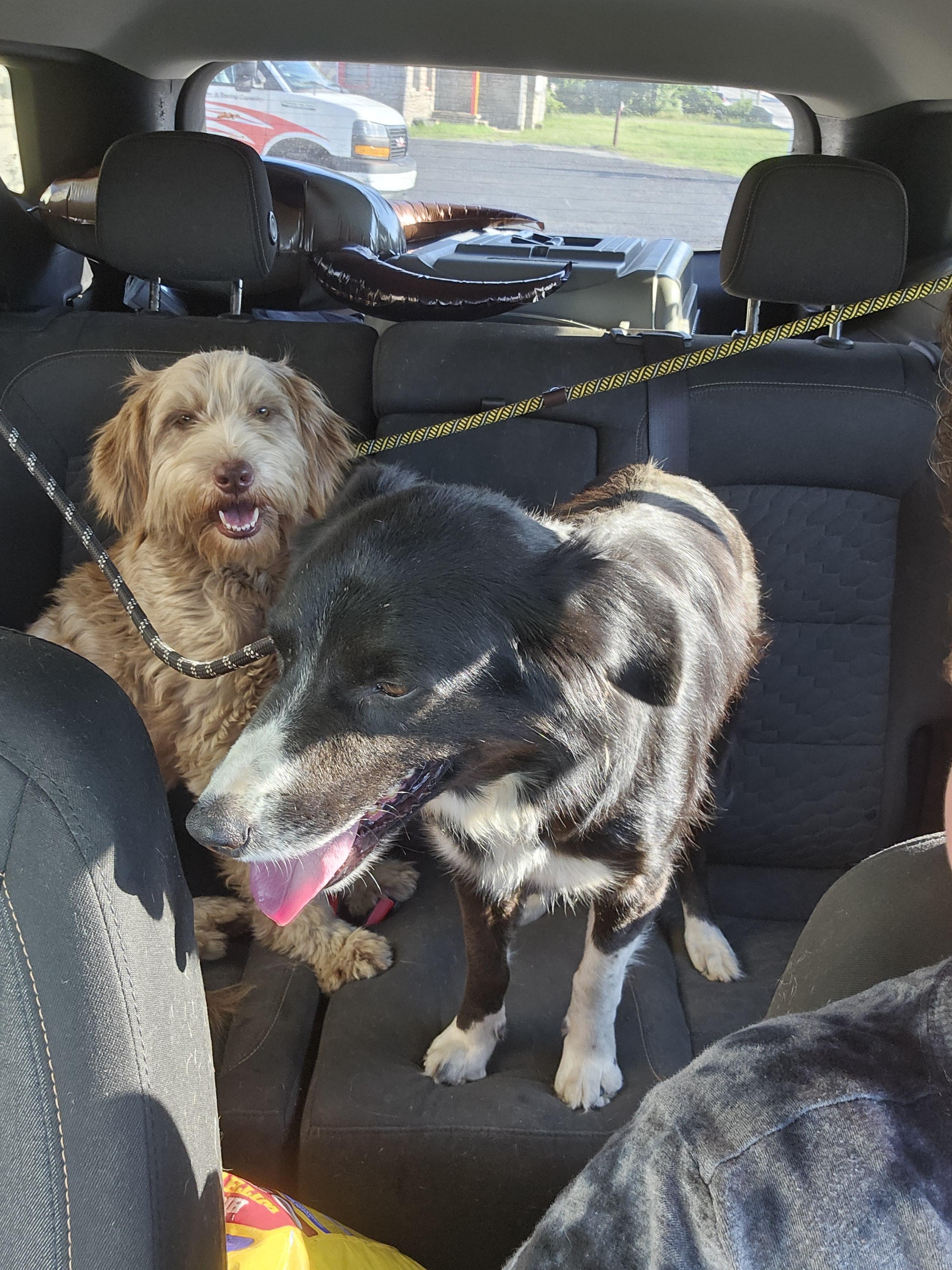 STELLA, adopted, Adult Female Goldendoodle.