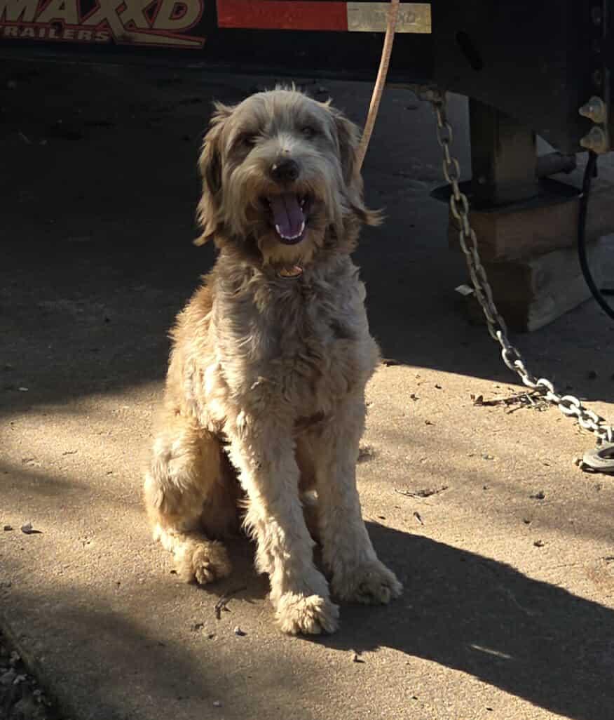 Enlarge STELLA, an adopted Goldendoodle in TULSA, OK image 5/5