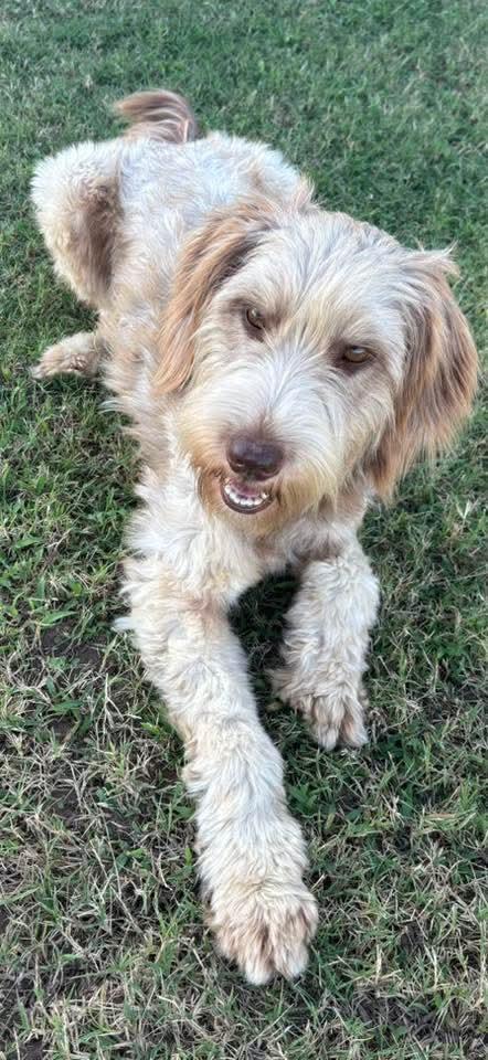 Enlarge STELLA, an adopted Goldendoodle in TULSA, OK image 2/5