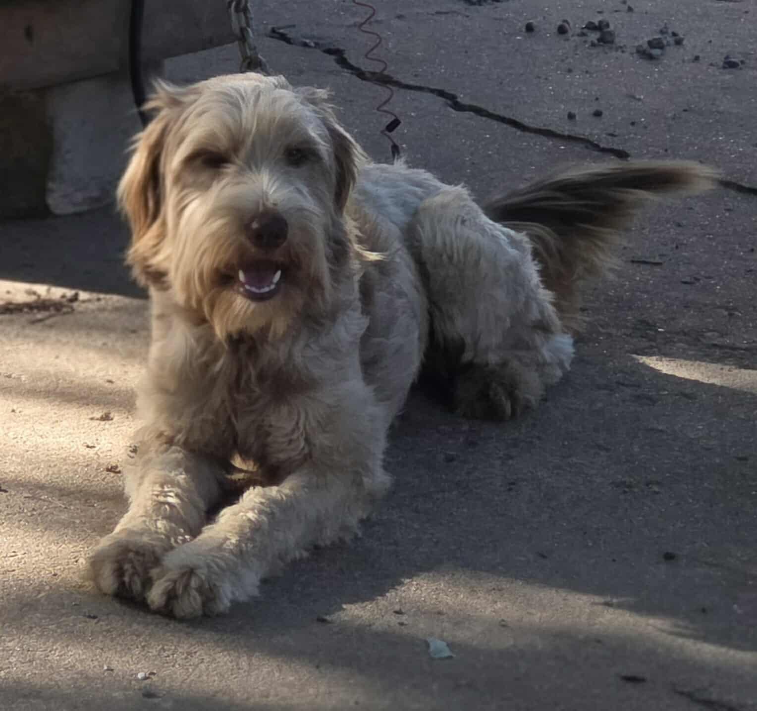 Enlarge STELLA, an adopted Goldendoodle in TULSA, OK image 3/5