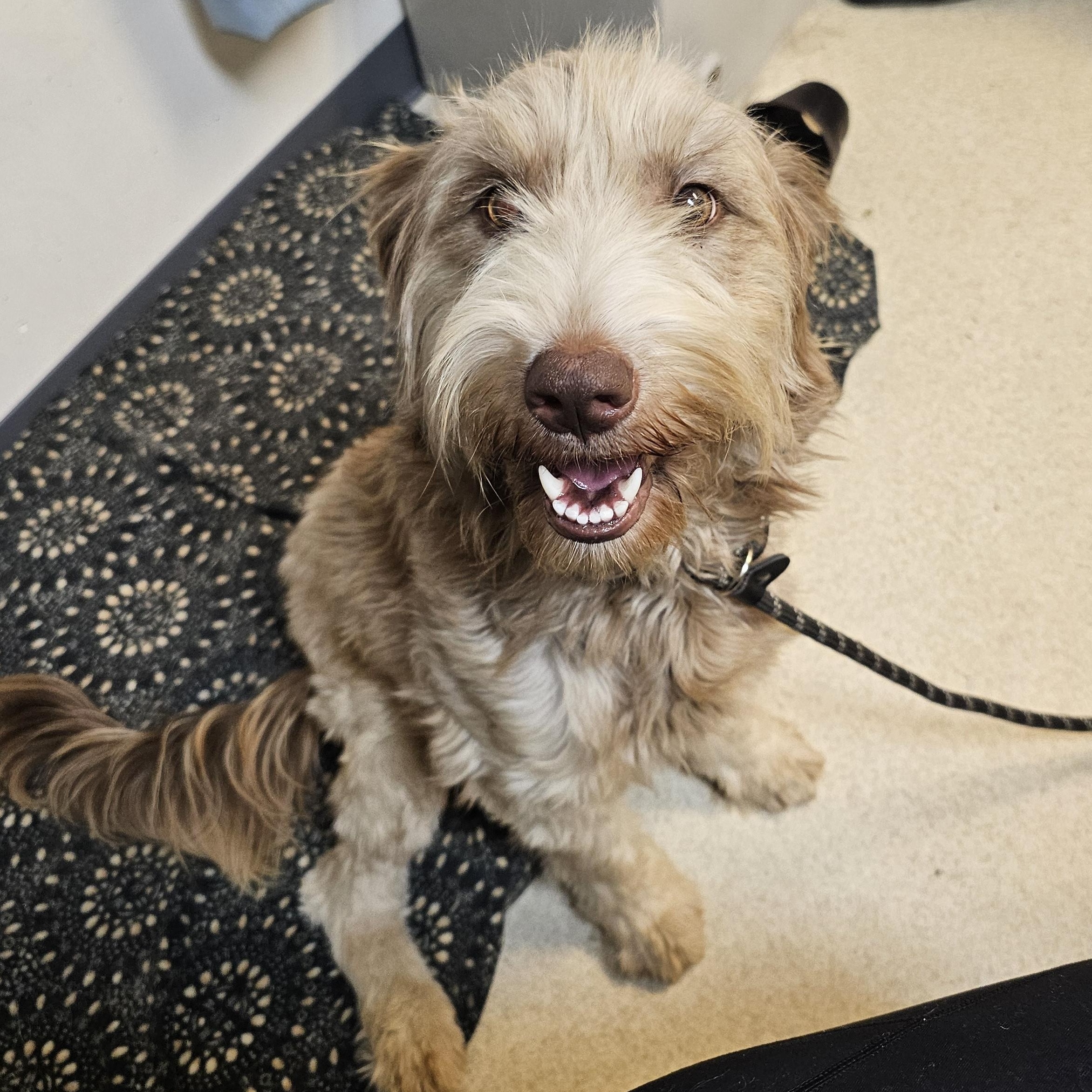Enlarge STELLA, an adopted Goldendoodle in TULSA, OK image 4/5