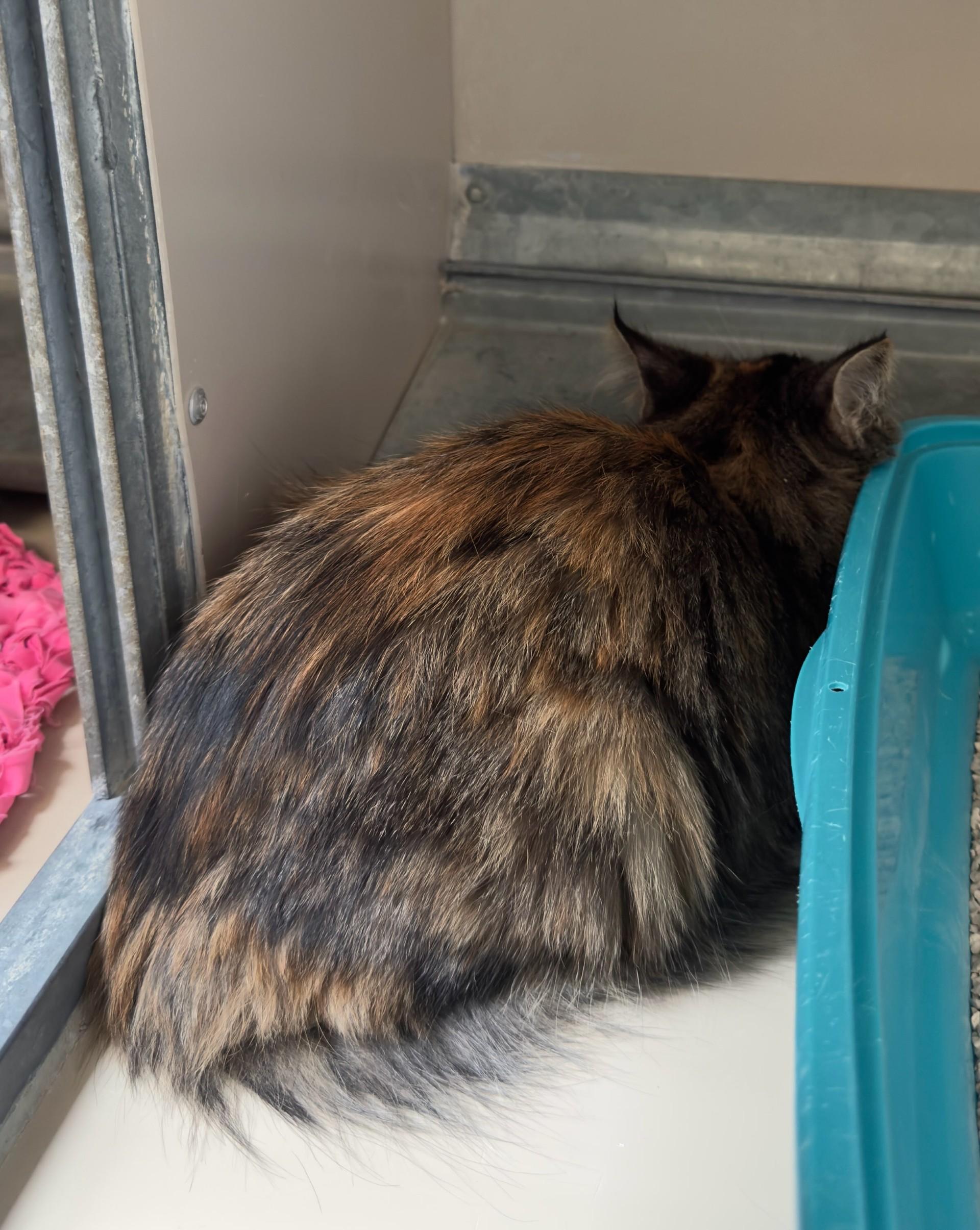 Enlarge 60925131, an adopted mixed breed in Elko, NV image 2/2