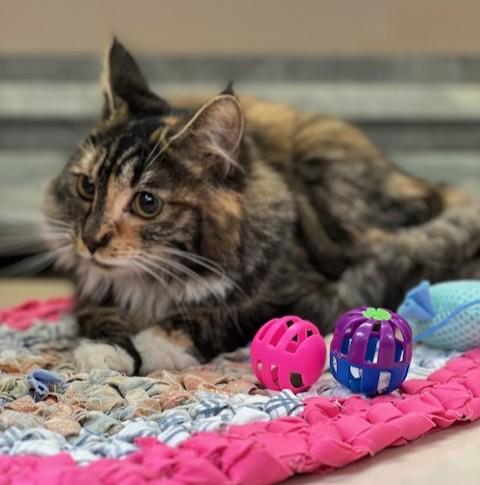 Enlarge 60925131, an adopted mixed breed in Elko, NV image 1/2