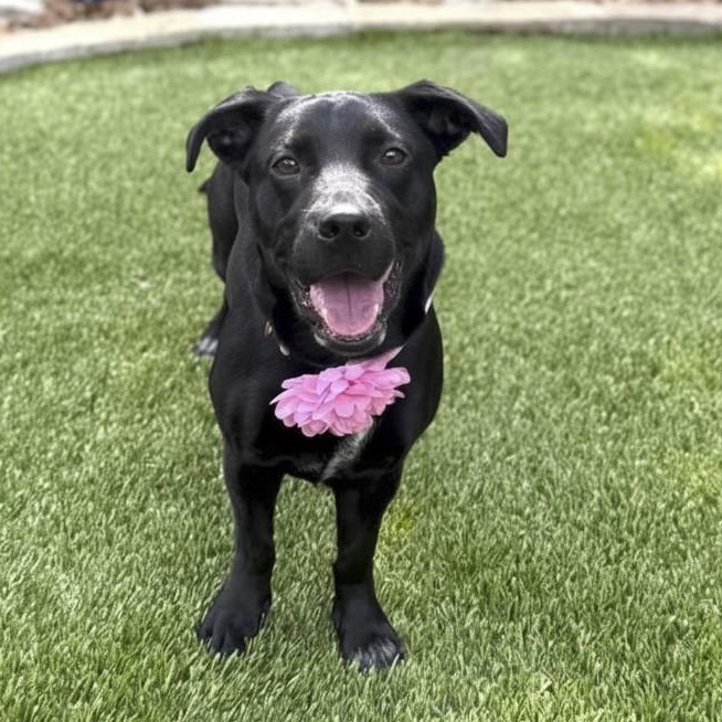 Enlarge Luna, an adopted mixed breed in Southport, CT image 6/6