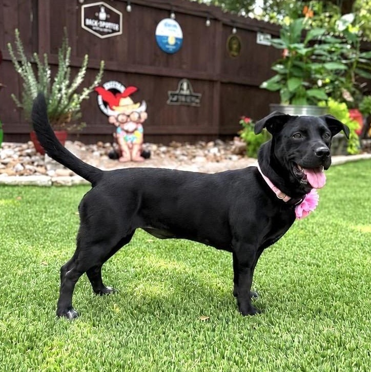 Enlarge Luna, an adopted mixed breed in Southport, CT image 5/6