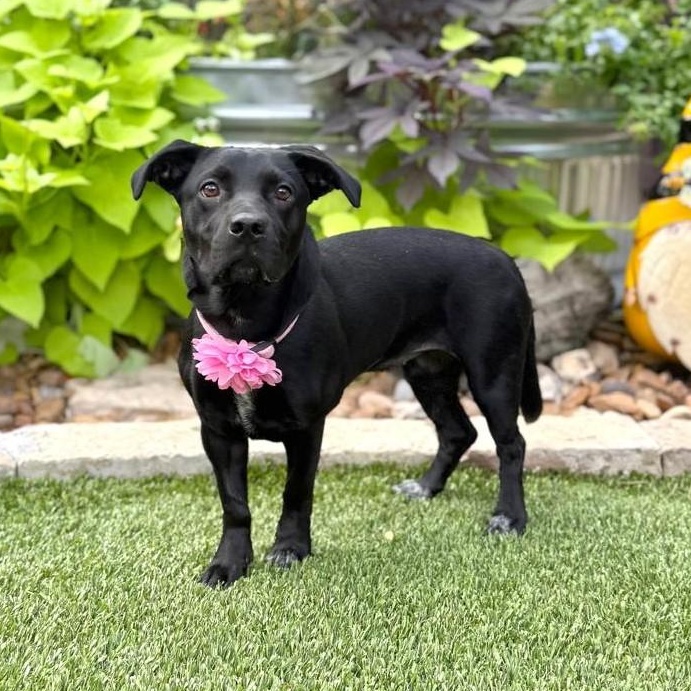 Enlarge Luna, an adopted mixed breed in Southport, CT image 4/6