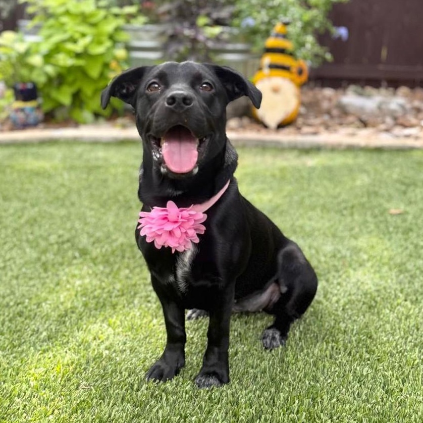 Enlarge Luna, an adopted mixed breed in Southport, CT image 2/6