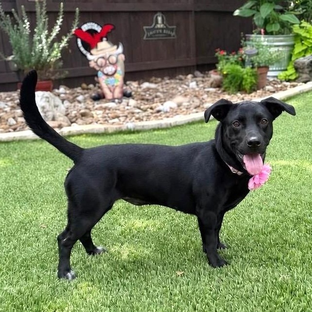 Luna, adopted, Young Female Labrador Retriever & Dachshund.